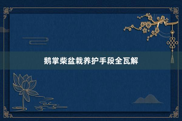 鹅掌柴盆栽养护手段全瓦解