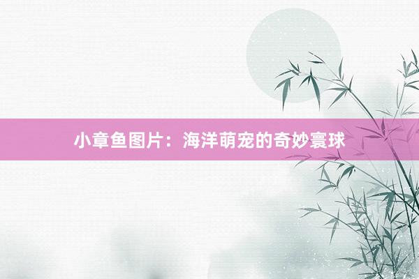 小章鱼图片：海洋萌宠的奇妙寰球